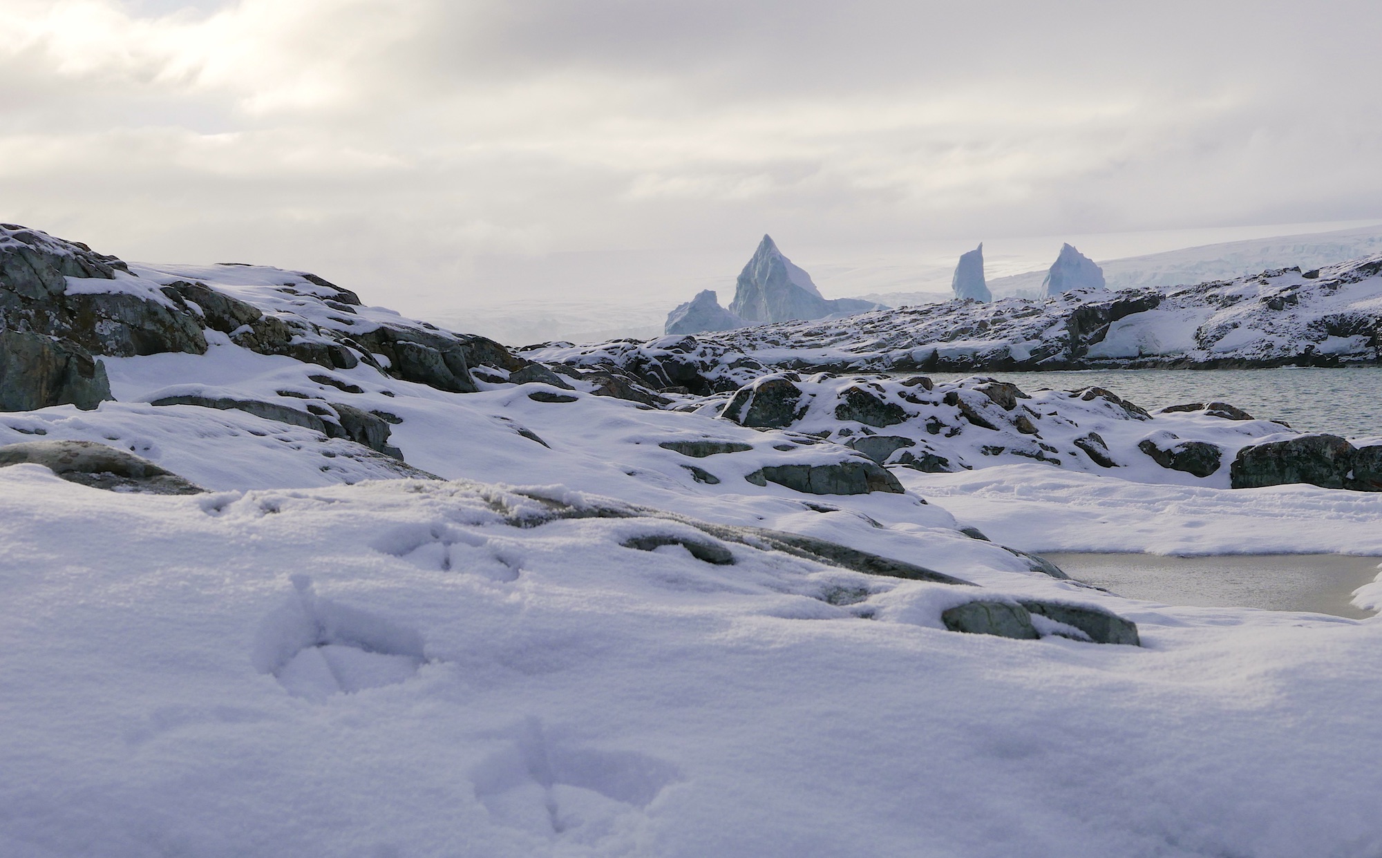 Humble Island with giant petrel tracks