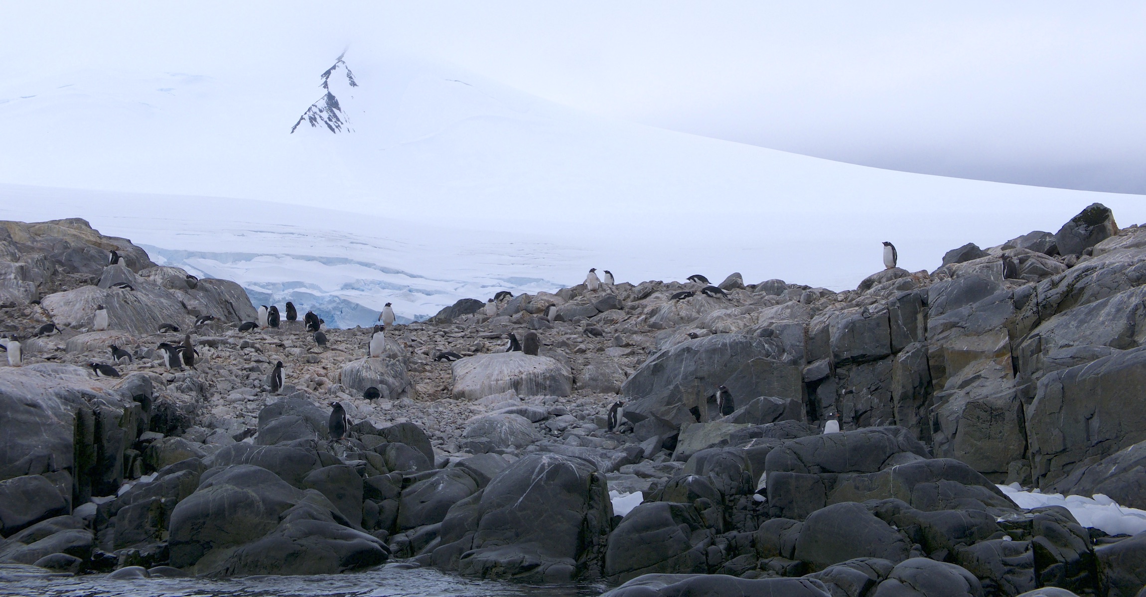 gentoo penguins on Biscoe