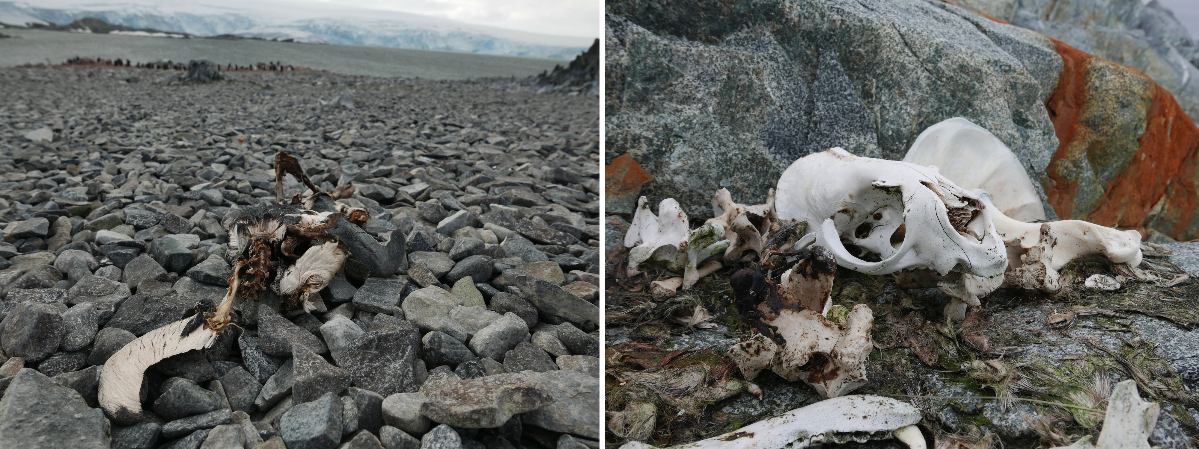 Penguin and seal remains