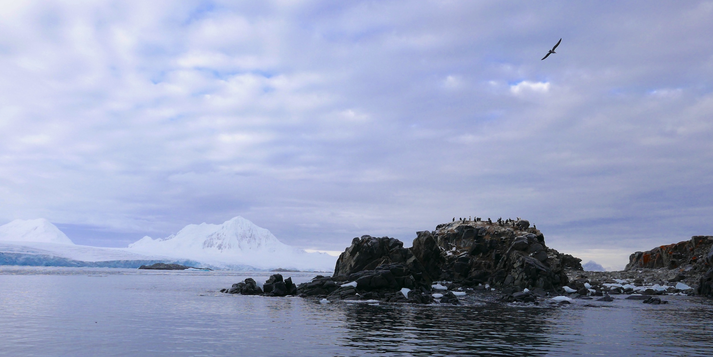 Cormorants and mount William